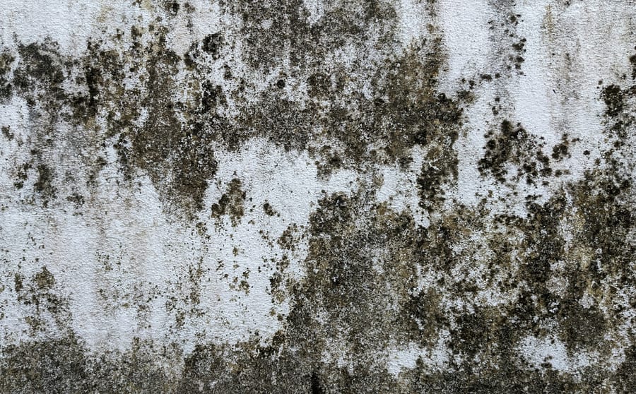 Dark mould and mildew spreading across a damp concrete wall